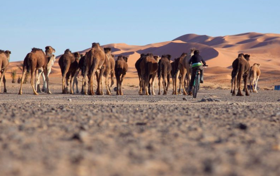 Paseo en camello por el desierto
